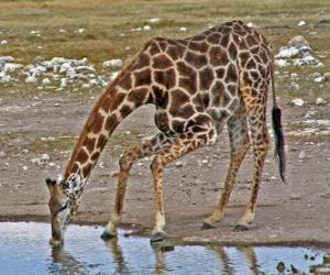 Układanka żyrafa pitnej w stawie