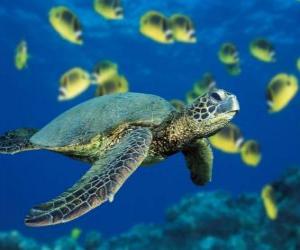 Układanka żółw Morza