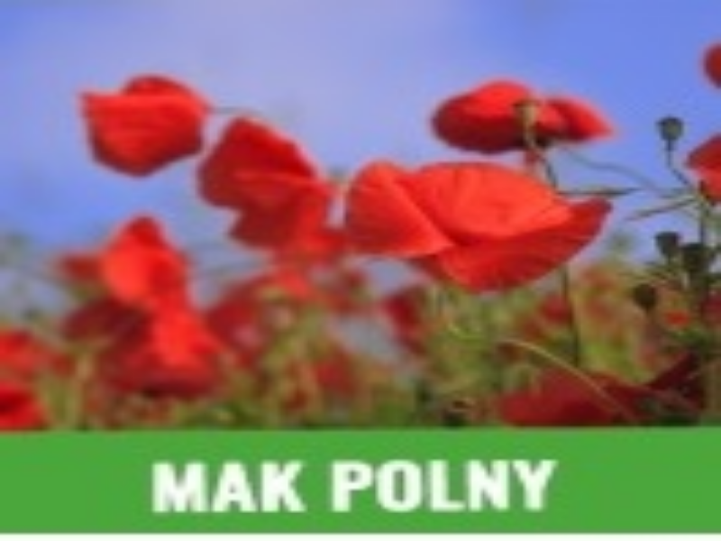 mak polny puzzle