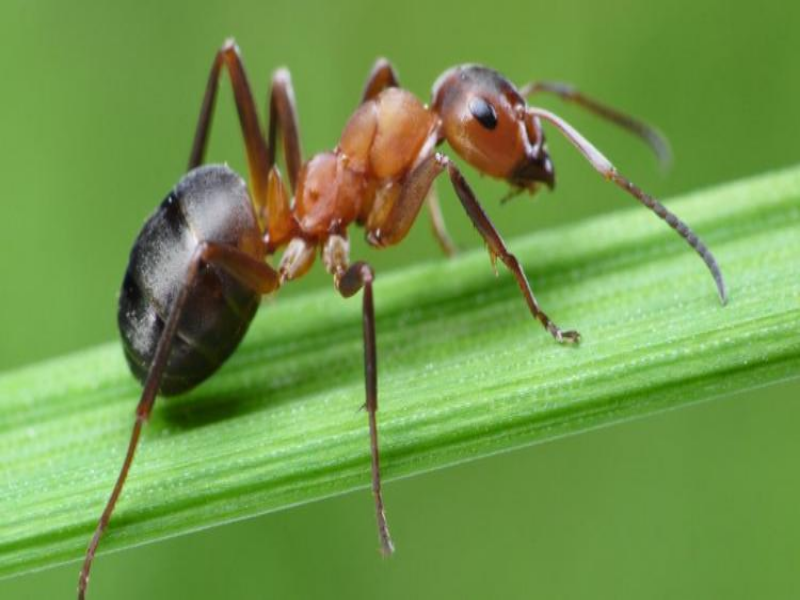 Owady-mrówki puzzle