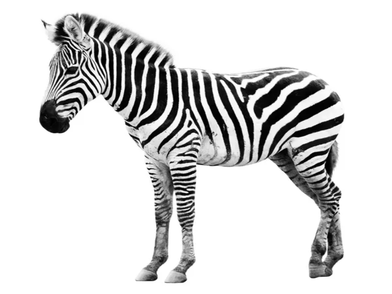 puzzle zebra 6 elementów puzzle