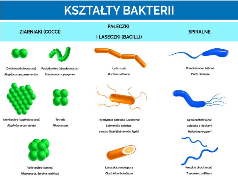 Bakterie puzzle